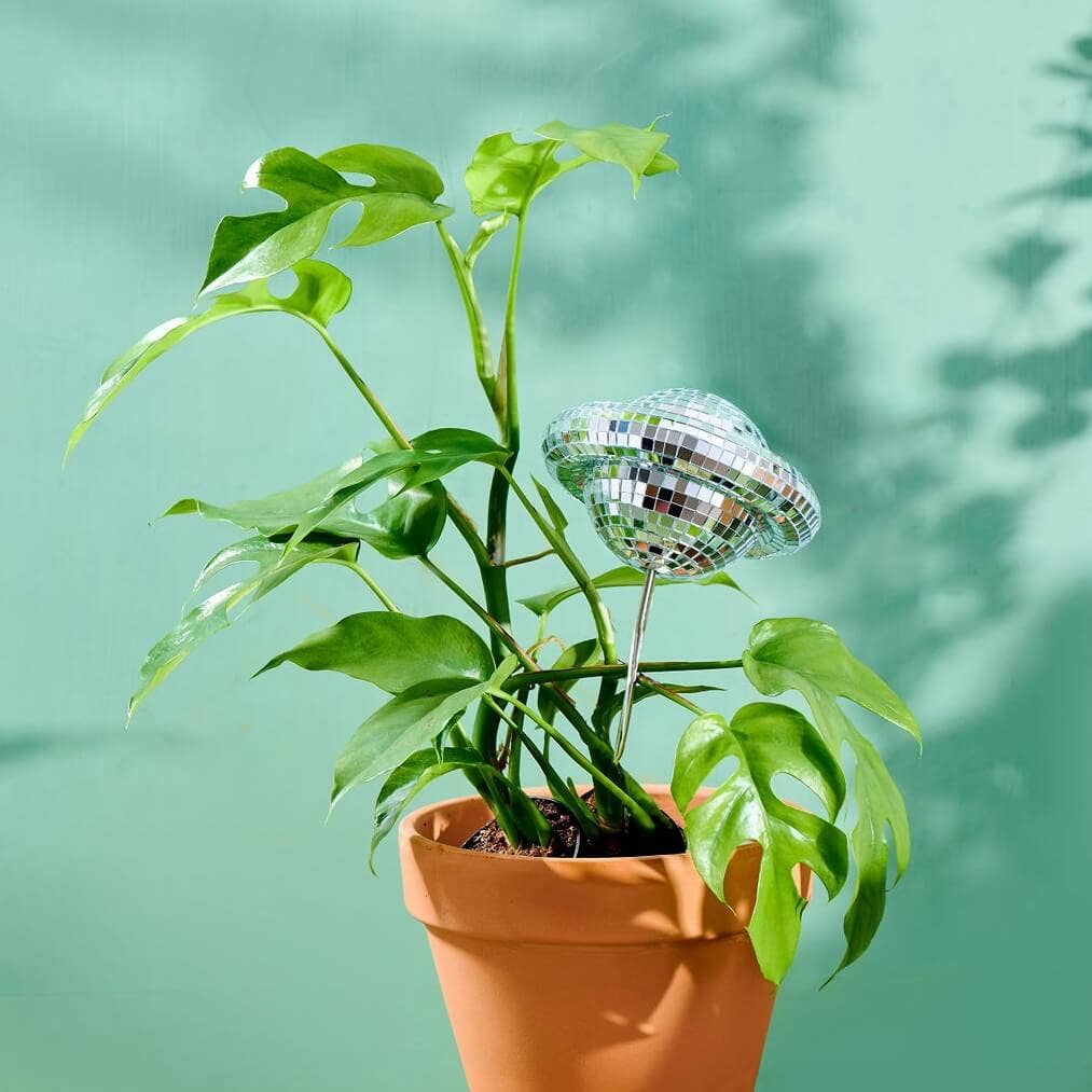 house plant stakes Disco Planet
