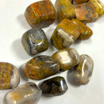 Bumblebee Jasper Tumble
