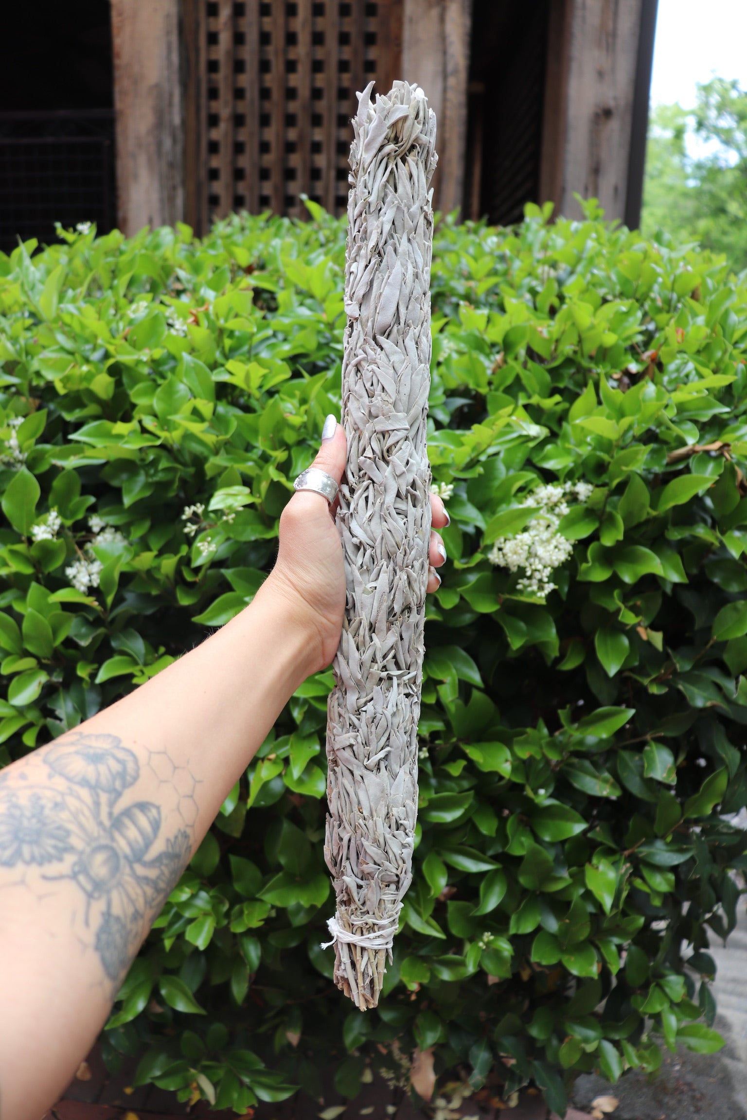 Someone holding the Jumbo Organic California White Sage - 20" Sage Smudge Stick in front of a green bush.