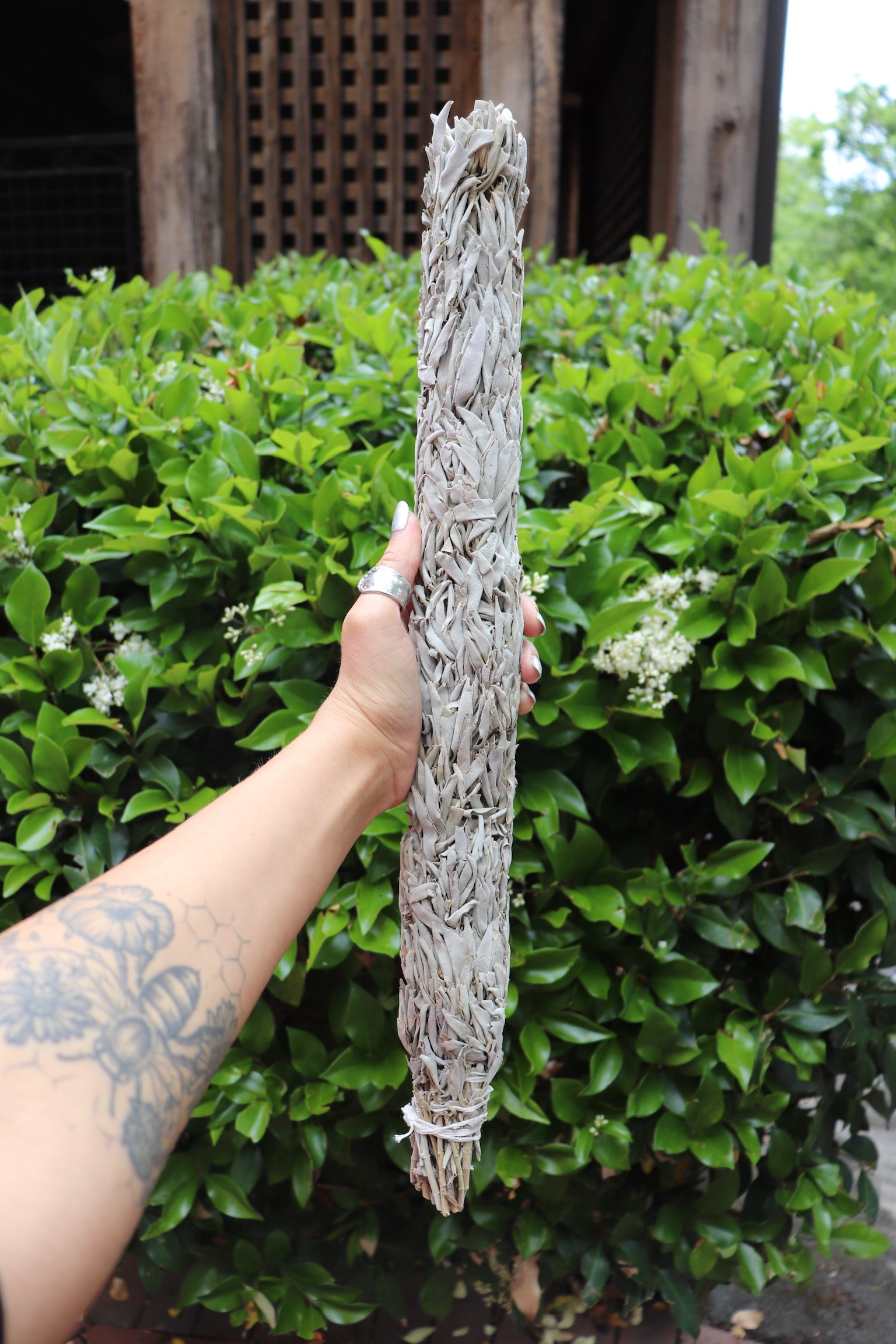 Someone holding the Jumbo Organic California White Sage - 20" Sage Smudge Stick in front of a green bush.