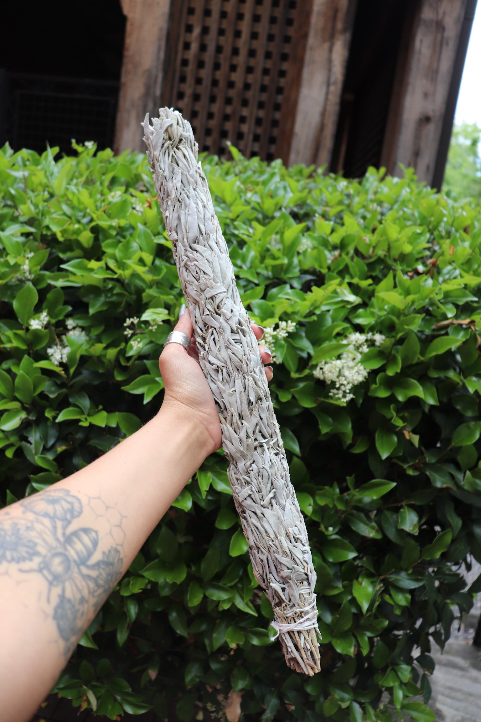 Someone holding the Jumbo Organic California White Sage - 20" Sage Smudge Stick in front of a green bush.