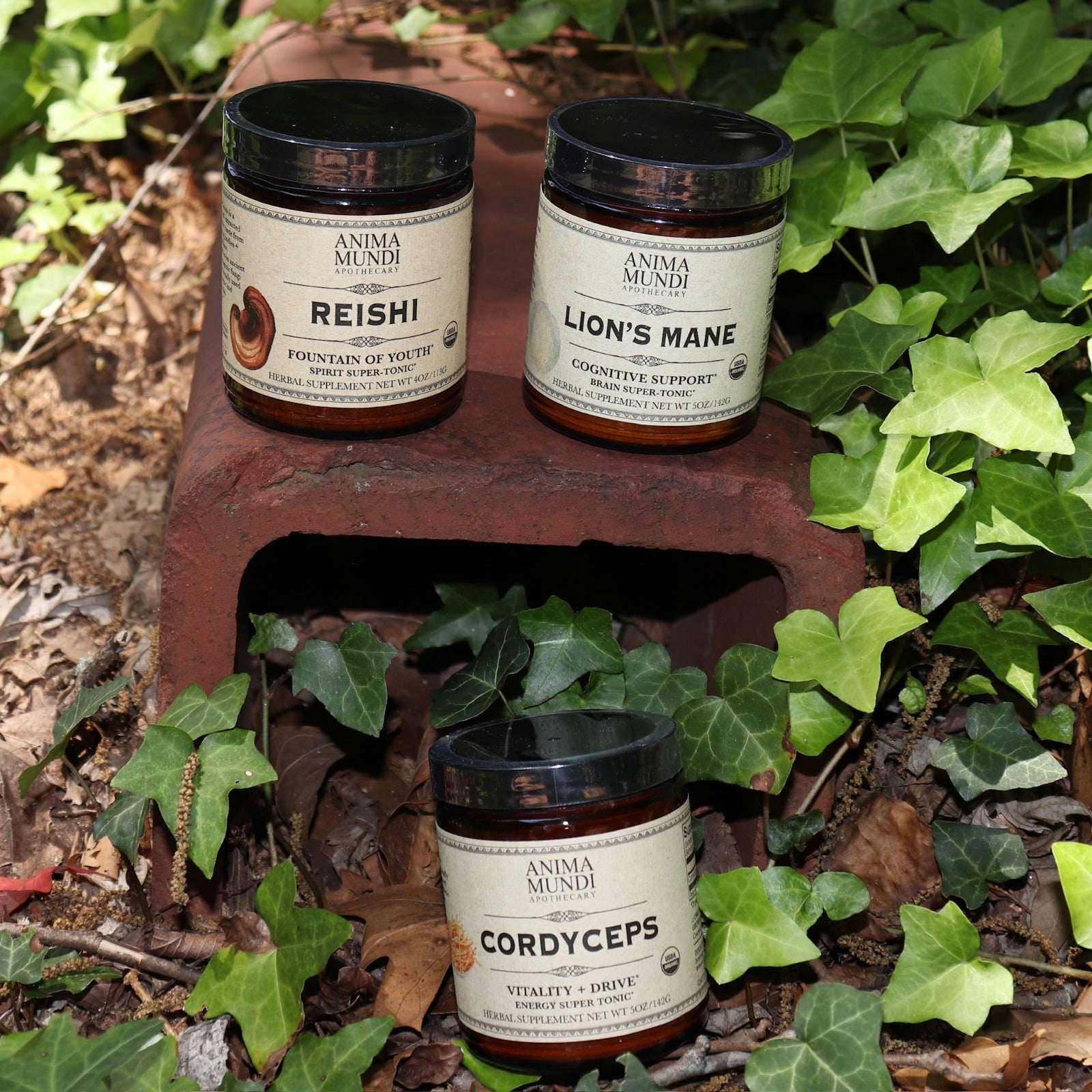 The Cordyceps Energy Super Tonic Mushroom Powder, Reishi powder, and Lion's Mane powder all next to ivy.