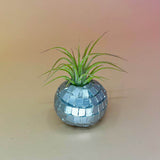 Handmade Mini Planters with Air Plants