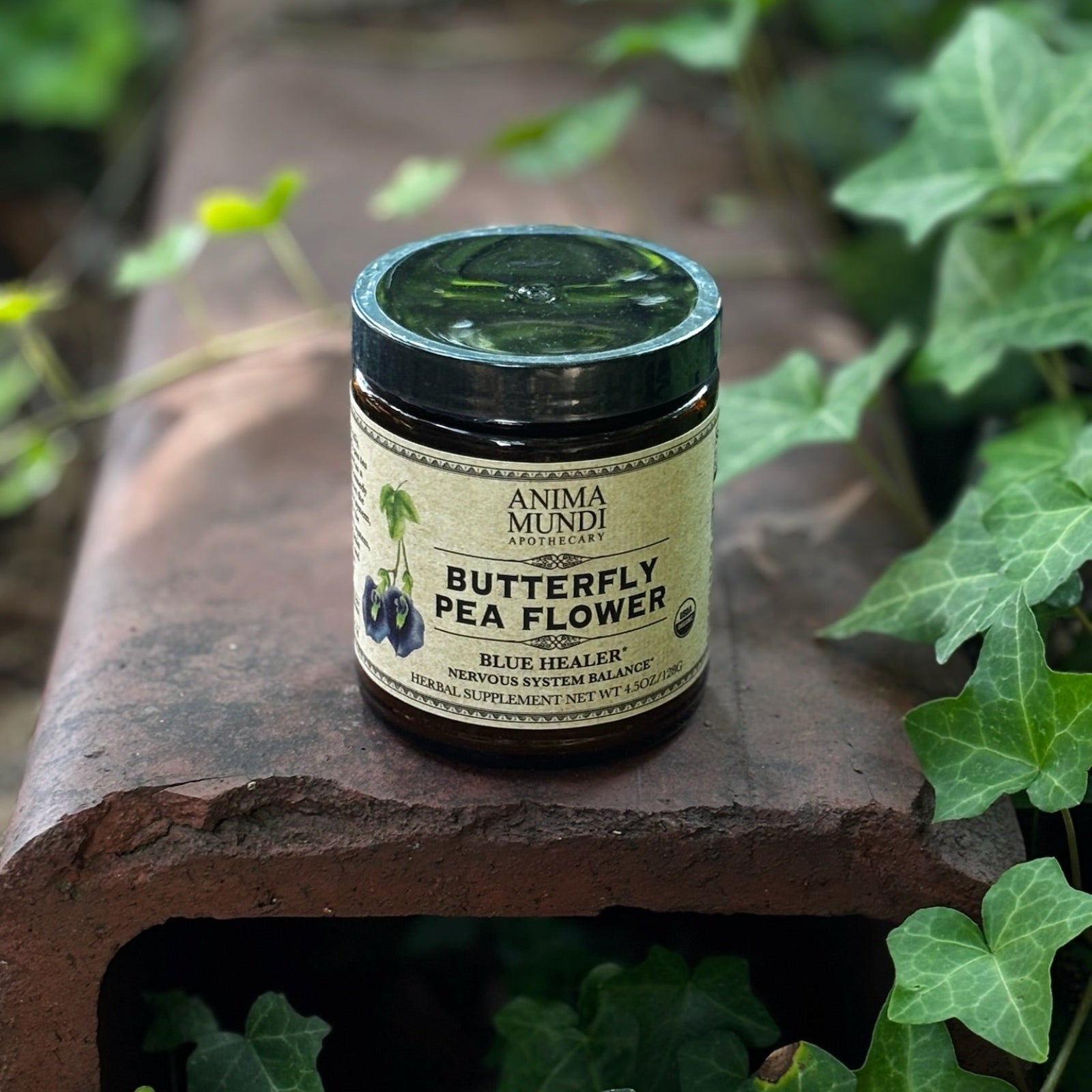 The Blue Healer Butterfly Pea Flower Tea 4.5 oz Powder on a rusty red surface surrounded by green ivy.