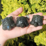 Hand holding three small turtle-shaped stones with a green foliage background