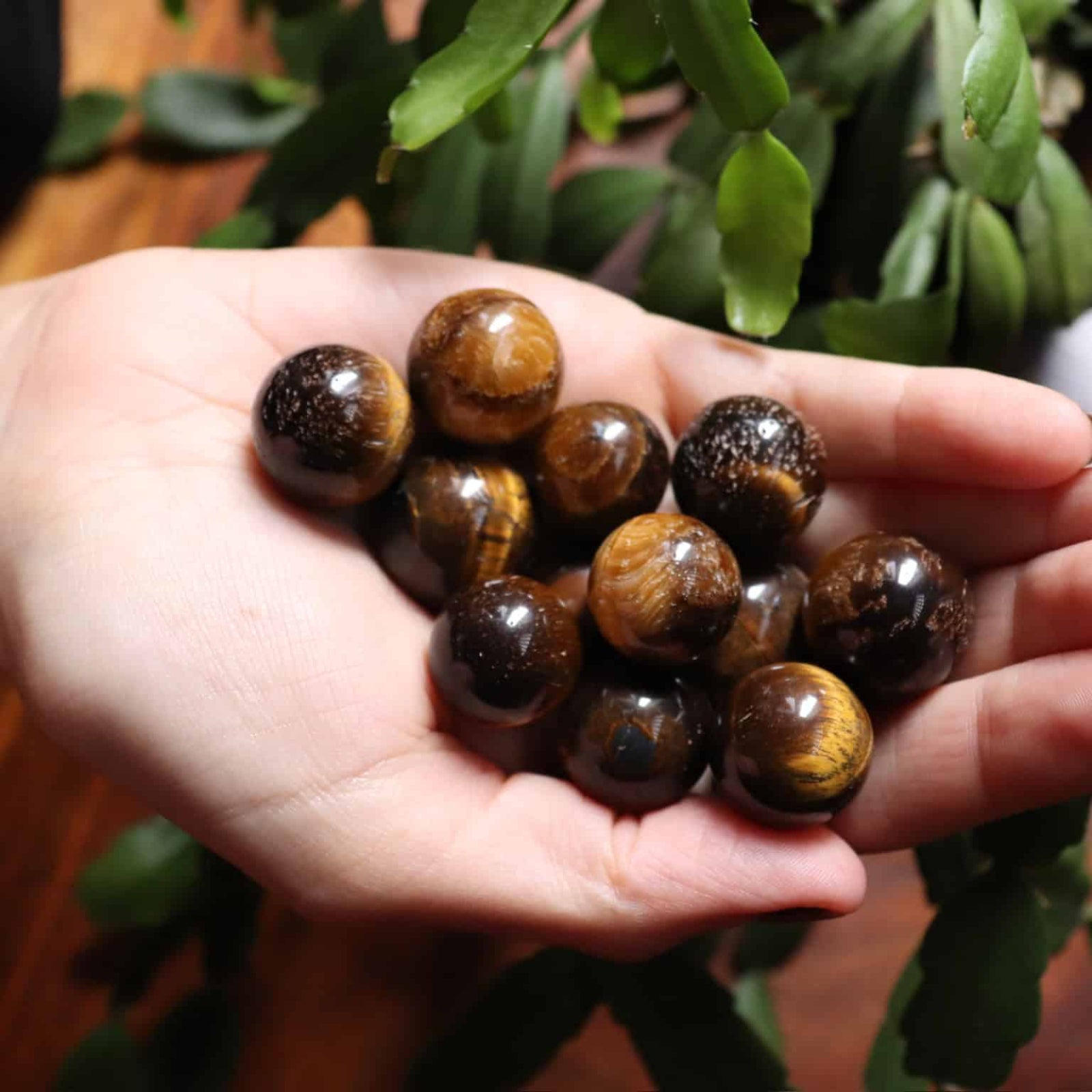Hand holding tiger's eye stones with a plant in the background