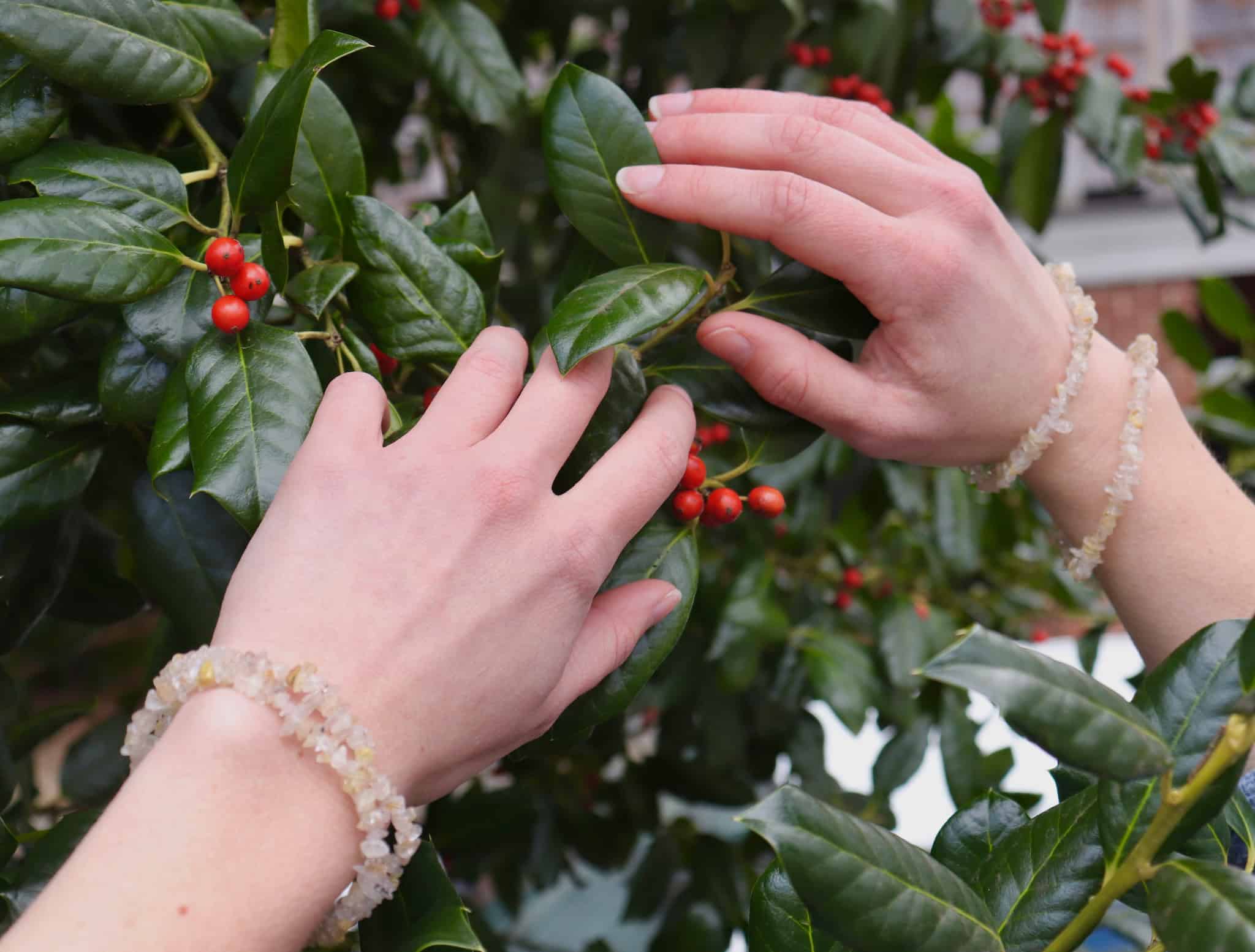 Golden Rutile Crystal Bracelet over holly bush