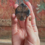 Chiastolite Crystal Video