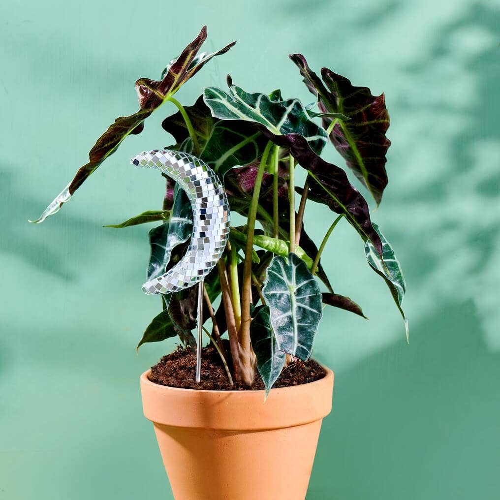 A disco ball decorative plant stake with a stainless steel rod, placed in a terracotta-colored pot with a green leafy plant. The disco ball is covered in reflective mirror glass tiles.