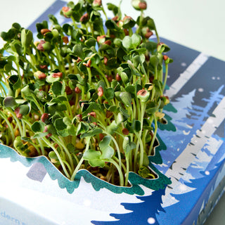 Microgreens Kit