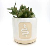 Snake Plant Pot/Planter