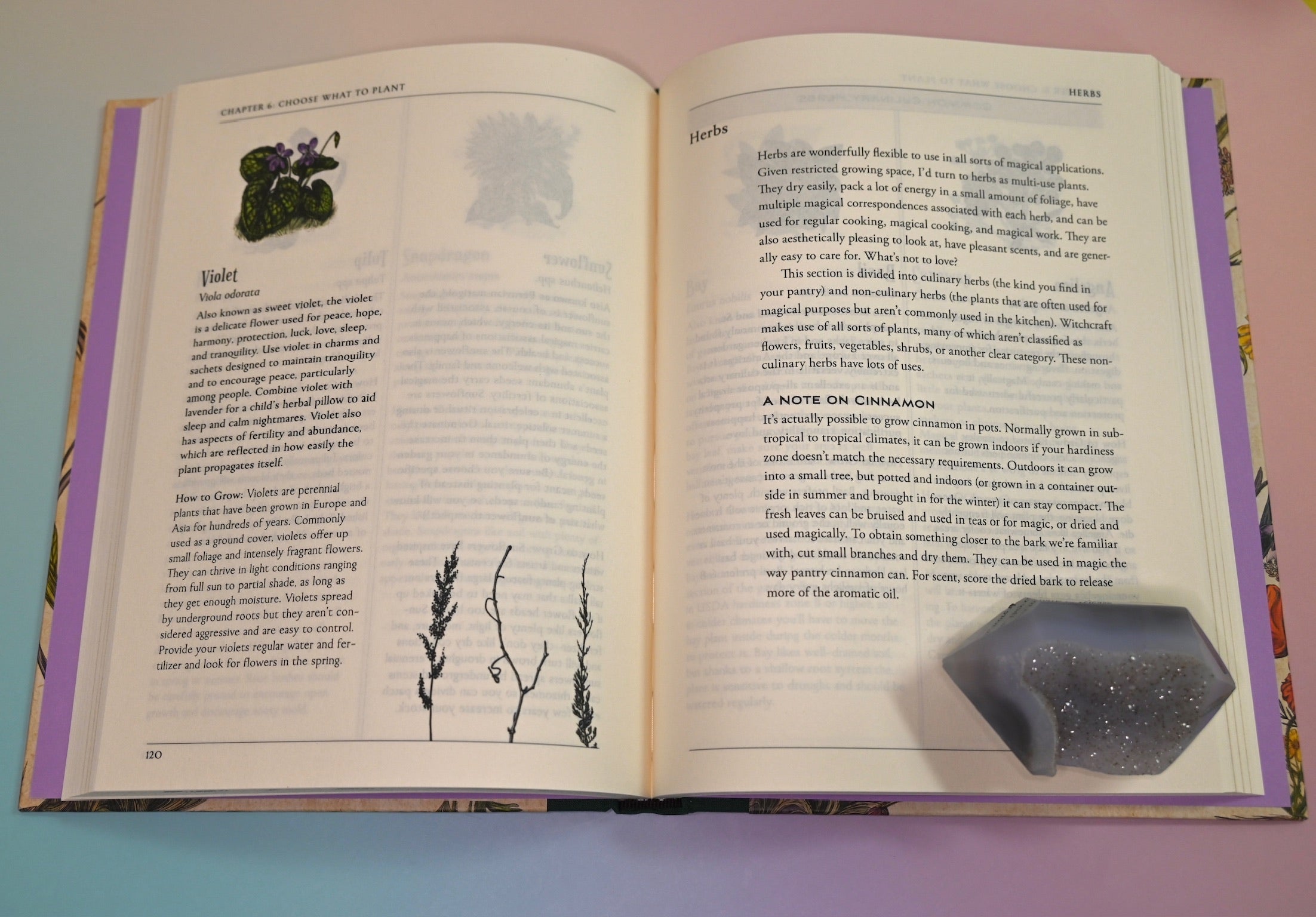 "The Green Witch's Garden" book on a pink and blue background, open and showing some of its pages.