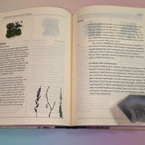 "The Green Witch's Garden" book on a pink and blue background, open and showing some of its pages.