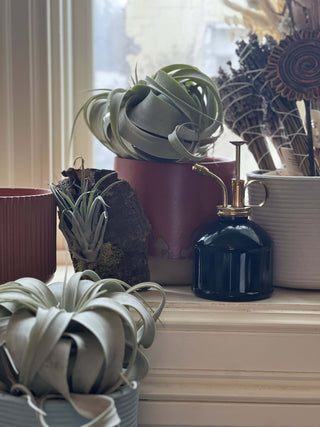 Boho style plants and home décor.