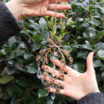 Someone holding the Faerie Gold Suncatcher in front of a green bush.