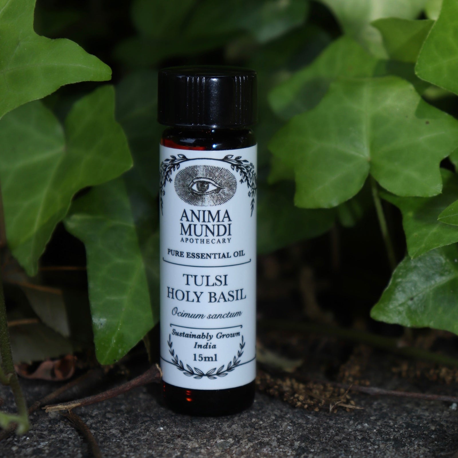 The Tulsi - Holy Basil Essential Oil on a concrete surface in front of a patch of ivy.