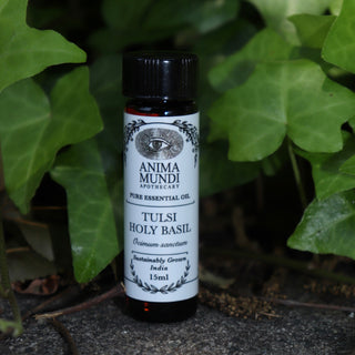The Tulsi - Holy Basil Essential Oil on a concrete surface in front of a patch of ivy.
