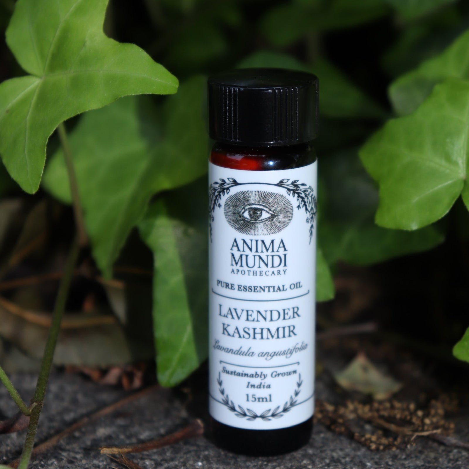 The Lavender Kashmir Pure Essential Oil on a concrete surface in front of a patch of green ivy.