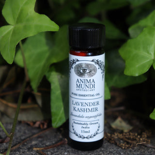 The Lavender Kashmir Pure Essential Oil on a concrete surface in front of a patch of green ivy.