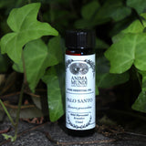 The Palo Santo Pure & Wildharvested Essential Oil on a concrete surface in front of a patch of ivy.