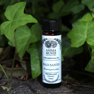The Palo Santo Pure & Wildharvested Essential Oil on a concrete surface in front of a patch of ivy.