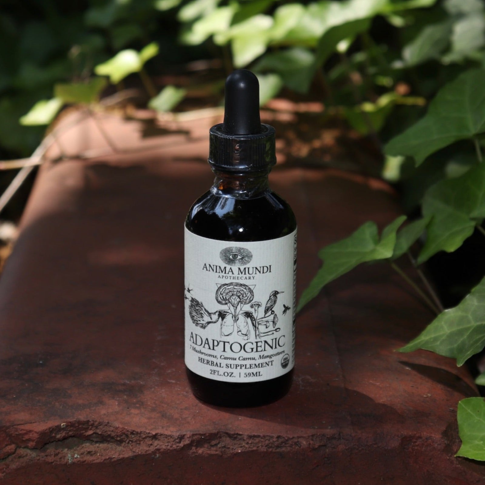 The Adaptogenic 7 Mushroom Vitality + Immune Support Tonic on a rusty red surface surrounded by ivy.