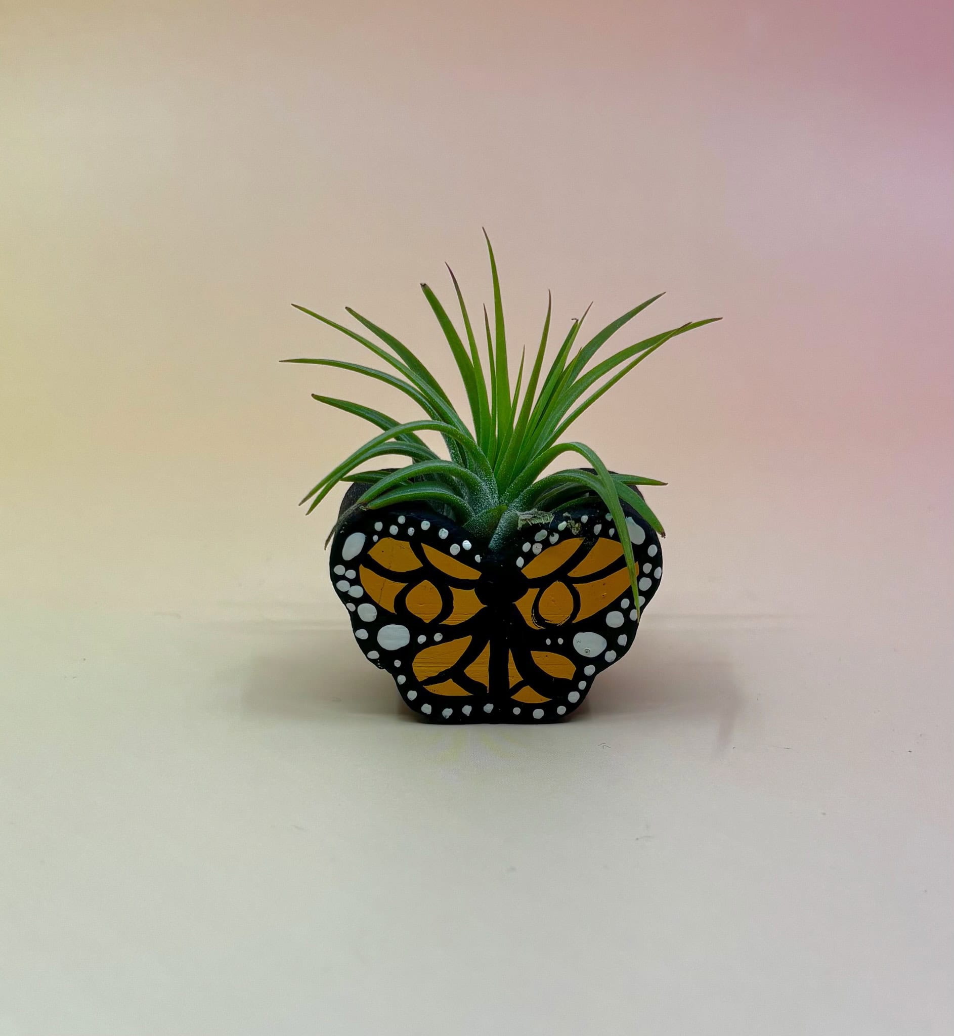 Handmade Mini Planters with Air Plants