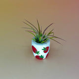 Handmade Mini Planters with Air Plants