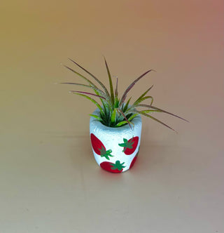 Handmade Mini Planters with Air Plants