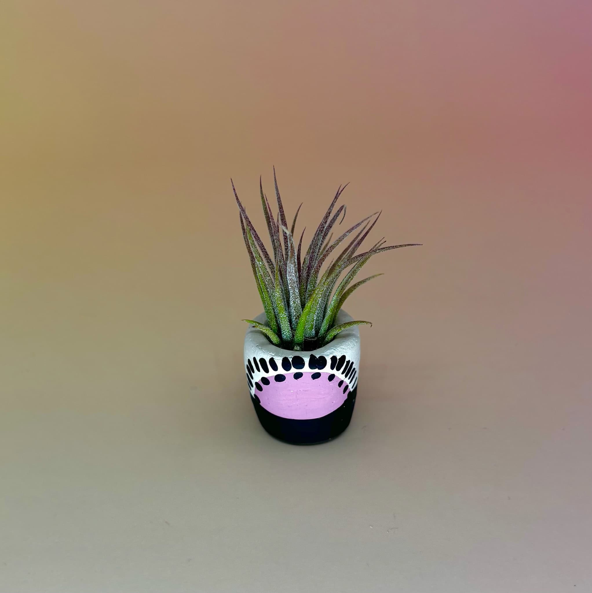 Handmade Mini Planters with Air Plants