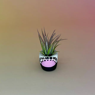 Handmade Mini Planters with Air Plants