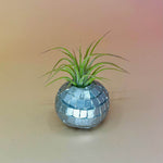Handmade Mini Planters with Air Plants