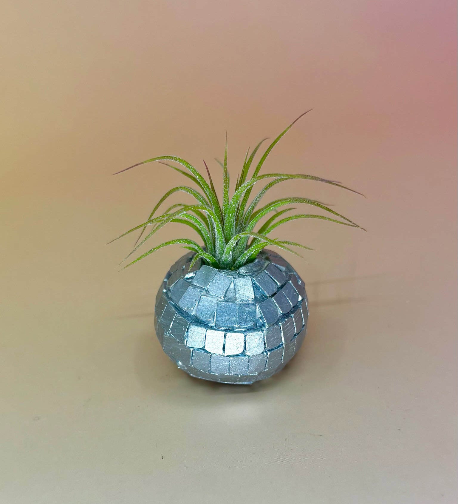 Handmade Mini Planters with Air Plants
