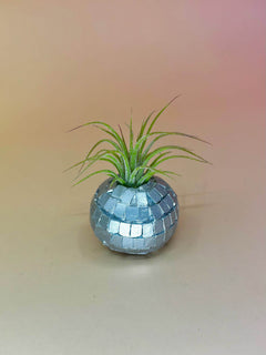 Handmade Mini Planters with Air Plants