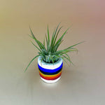 Handmade Mini Planters with Air Plants
