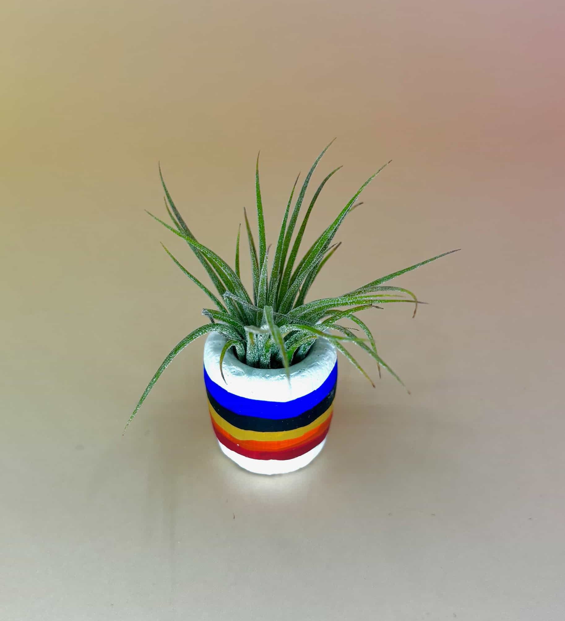Handmade Mini Planters with Air Plants