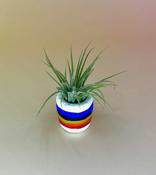 Handmade Mini Planters with Air Plants