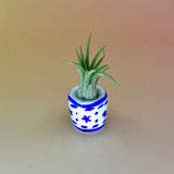 Handmade Mini Planters with Air Plants