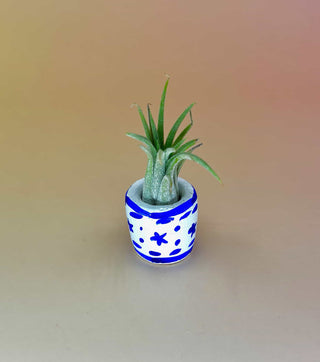 Handmade Mini Planters with Air Plants