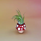 Handmade Mini Planters with Air Plants