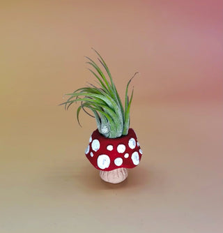 Handmade Mini Planters with Air Plants