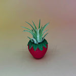 Handmade Mini Planters with Air Plants