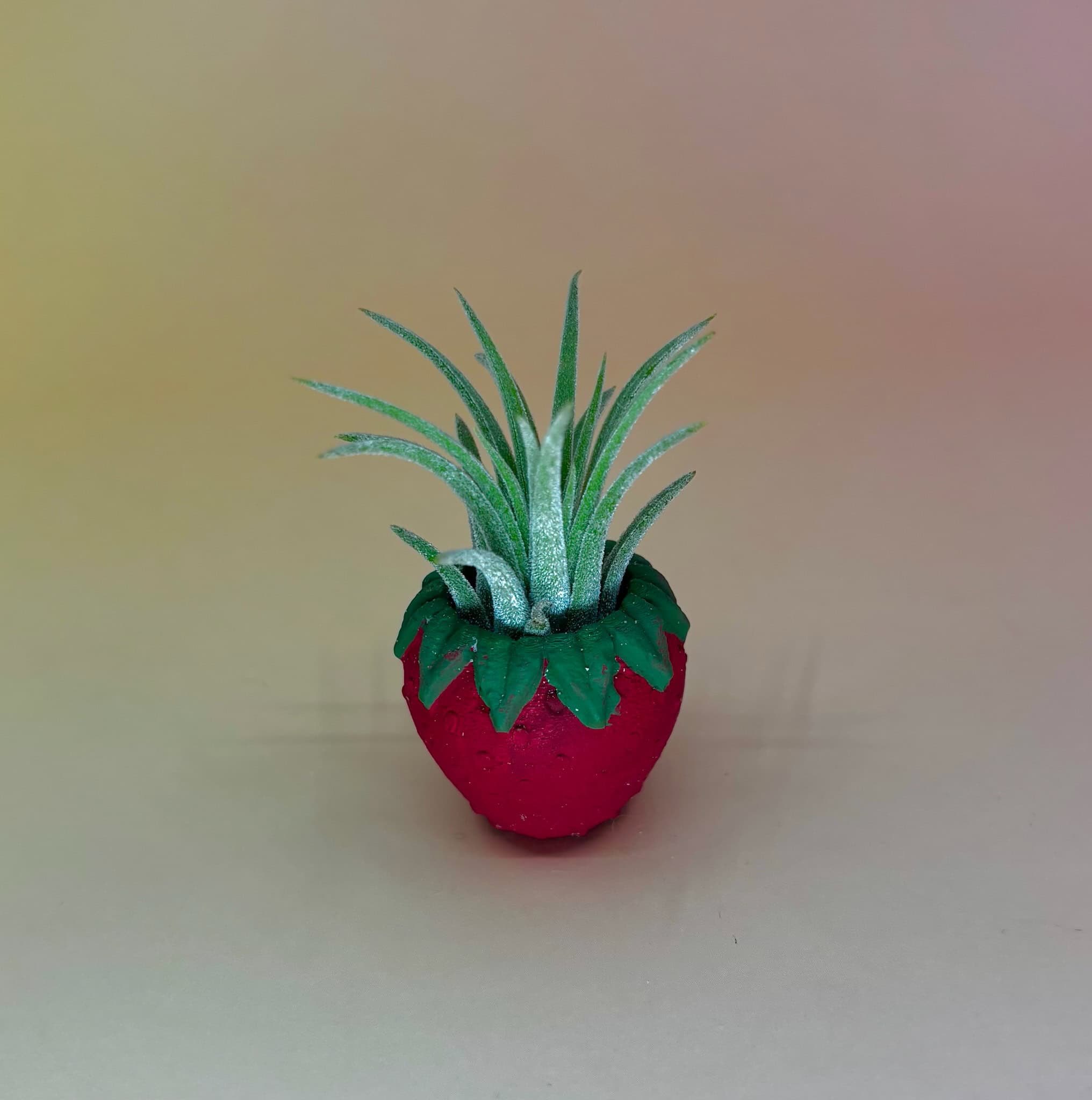 Handmade Mini Planters with Air Plants