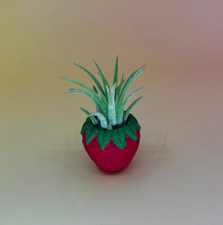 Handmade Mini Planters with Air Plants