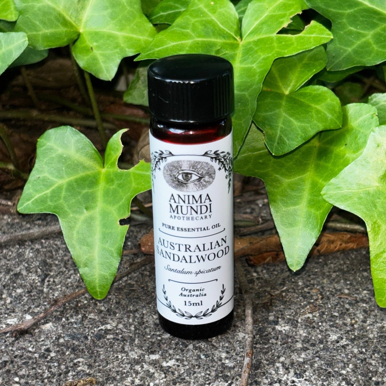 The Australian Sandalwood Pure Essential Oil on a graphite surface in front of a patch of ivy.