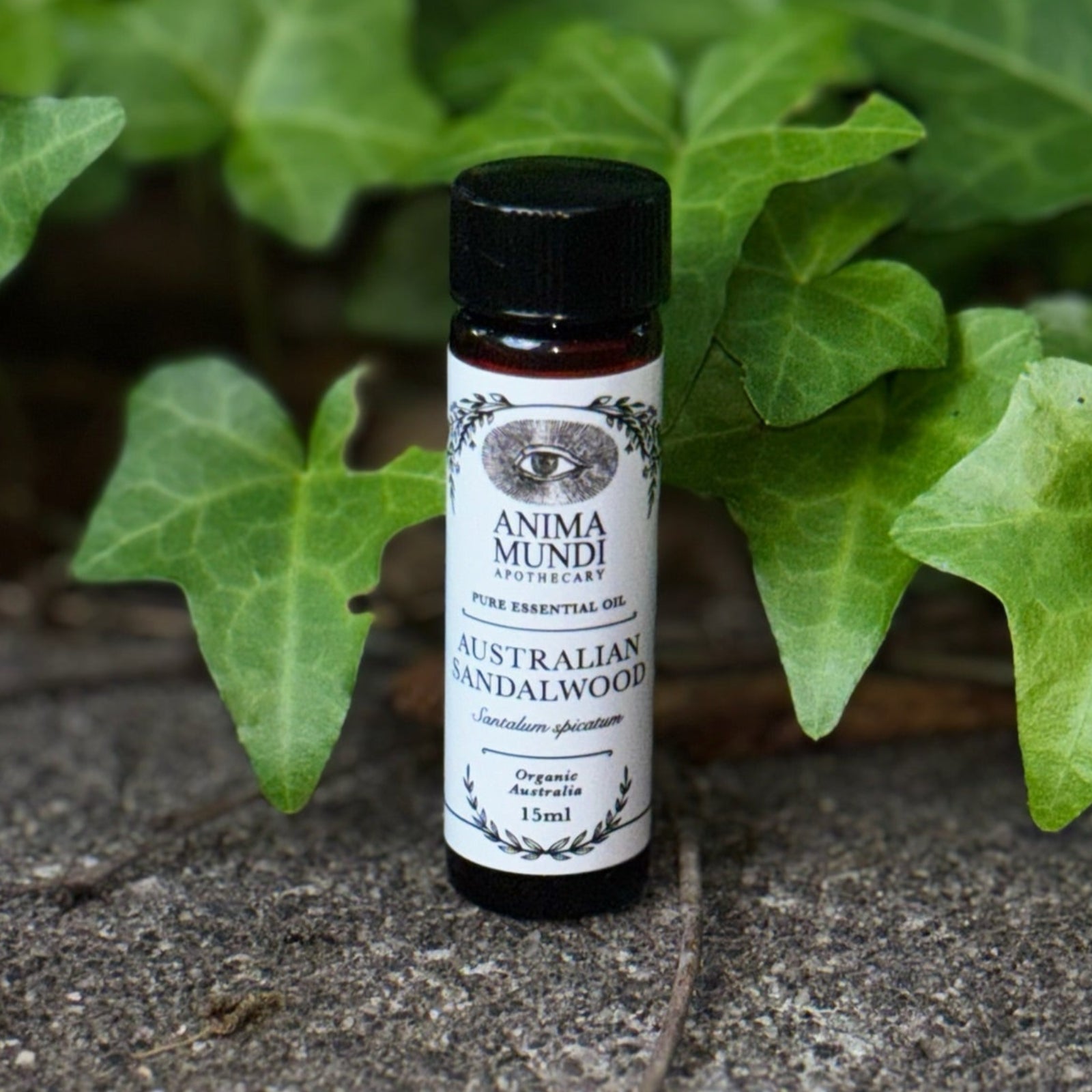 The Australian Sandalwood Pure Essential Oil on a graphite surface in front of a patch of ivy.