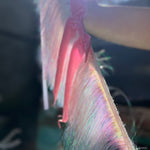 An up-close image of the Bow Bliss Layered Fringe Banner.