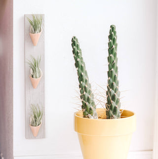 Ceramic Wall Air Plant Planter - Triple