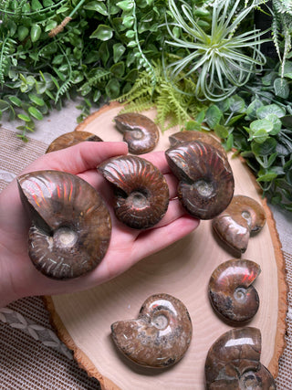 Fire Ammonite Fossil Crystal