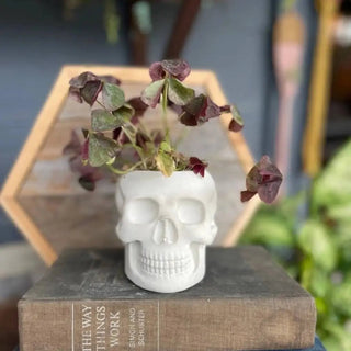 Concrete Skull Planter - Bone White